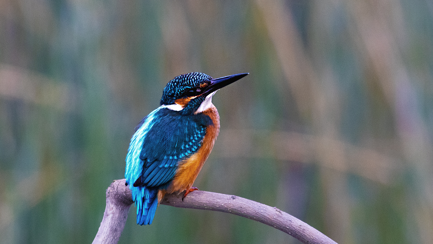 Common Kingfisher
